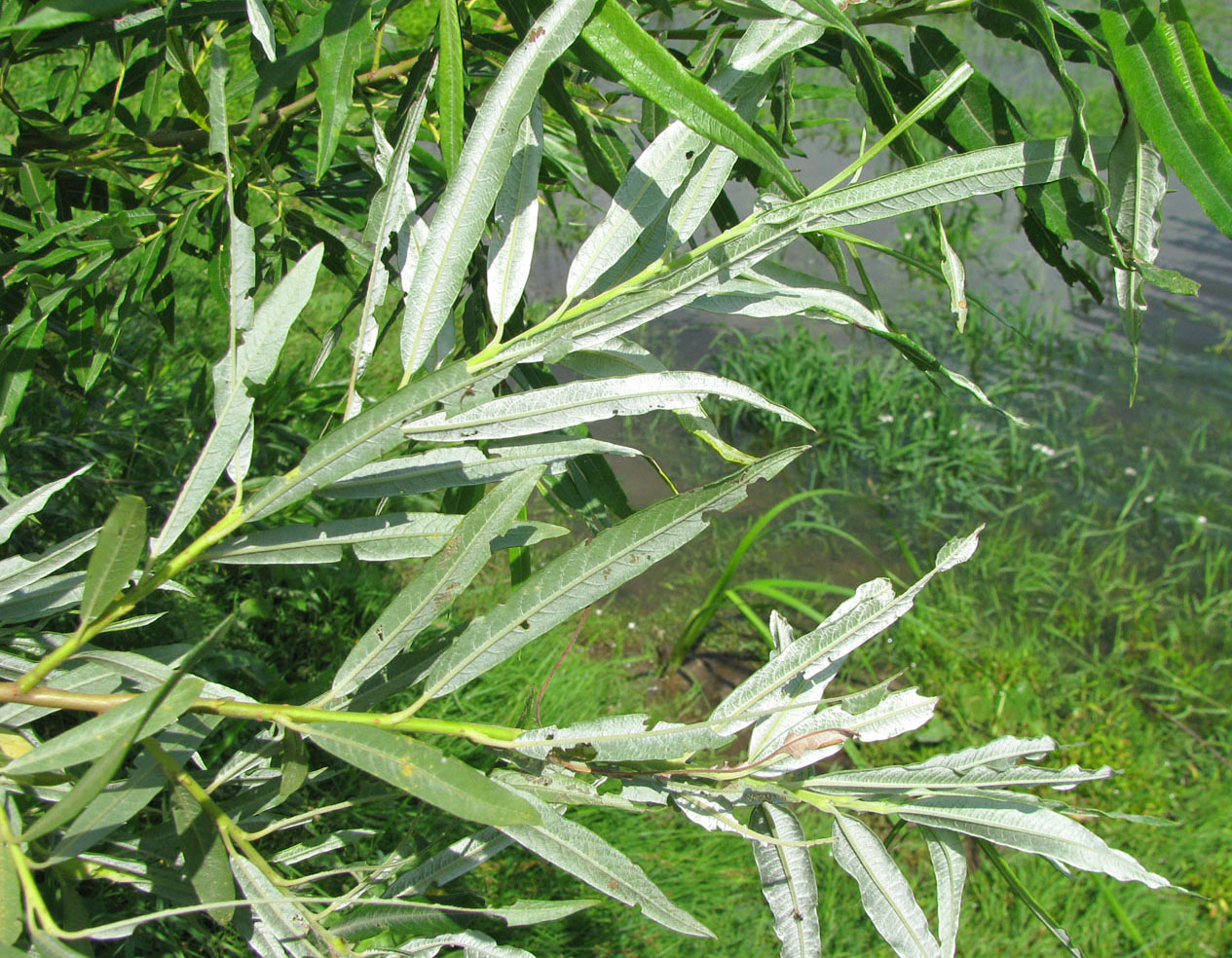 Image of Salix viminalis specimen.