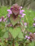 Lamium purpureum. Верхушка побега с соцветиями. Украина, Днепропетровск. 26.04.2011.