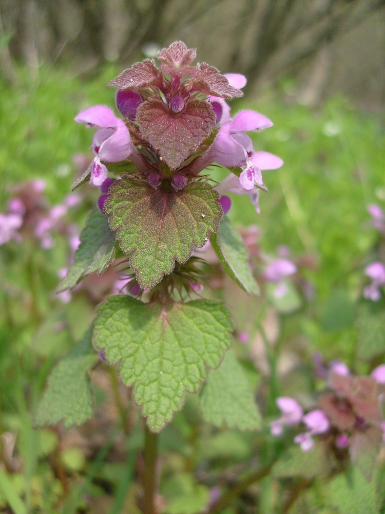 Image of Lamium purpureum specimen.