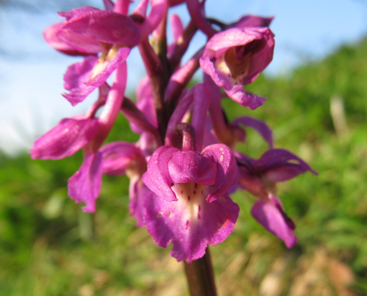 Изображение особи род Orchis.