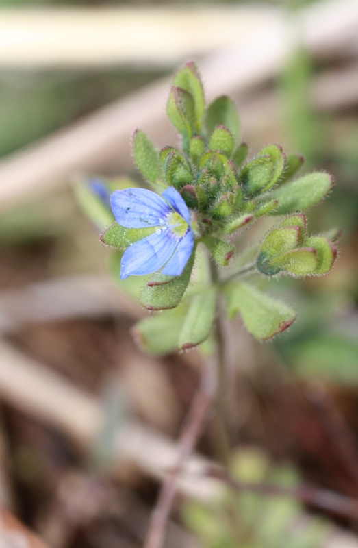 Image of Veronica triphyllos specimen.