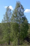 Betula pendula