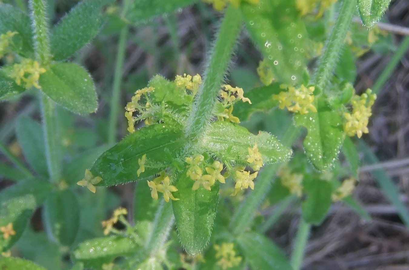 Image of Cruciata laevipes specimen.