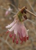 Lonicera praeflorens