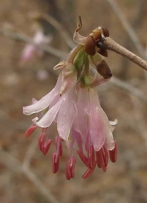 Image of Lonicera praeflorens specimen.