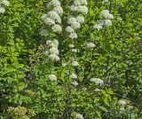 Spiraea media