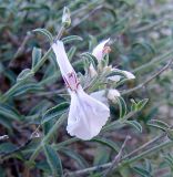 Stachys fruticulosa