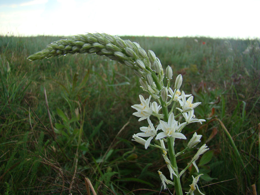 Image of Ornithogalum ponticum specimen.