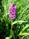 Dactylorhiza incarnata