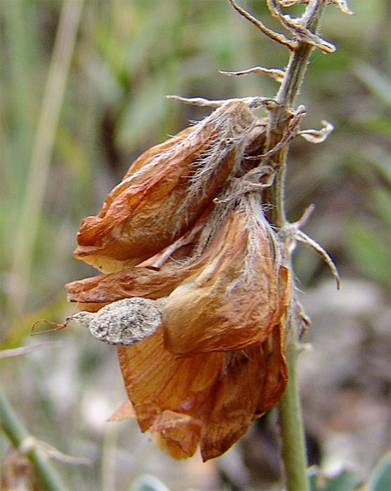 Изображение особи Hedysarum daghestanicum.