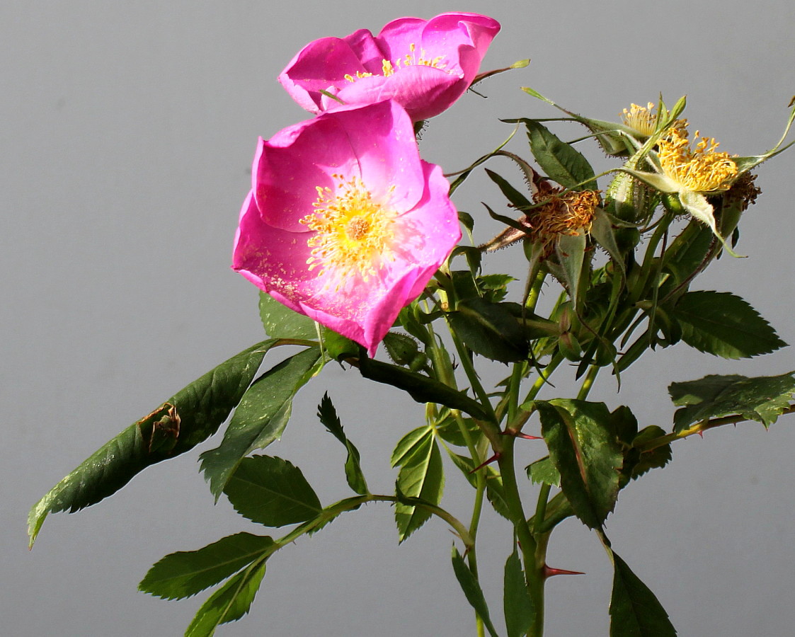 Image of Rosa carolina specimen.