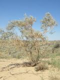 Ammodendron bifolium