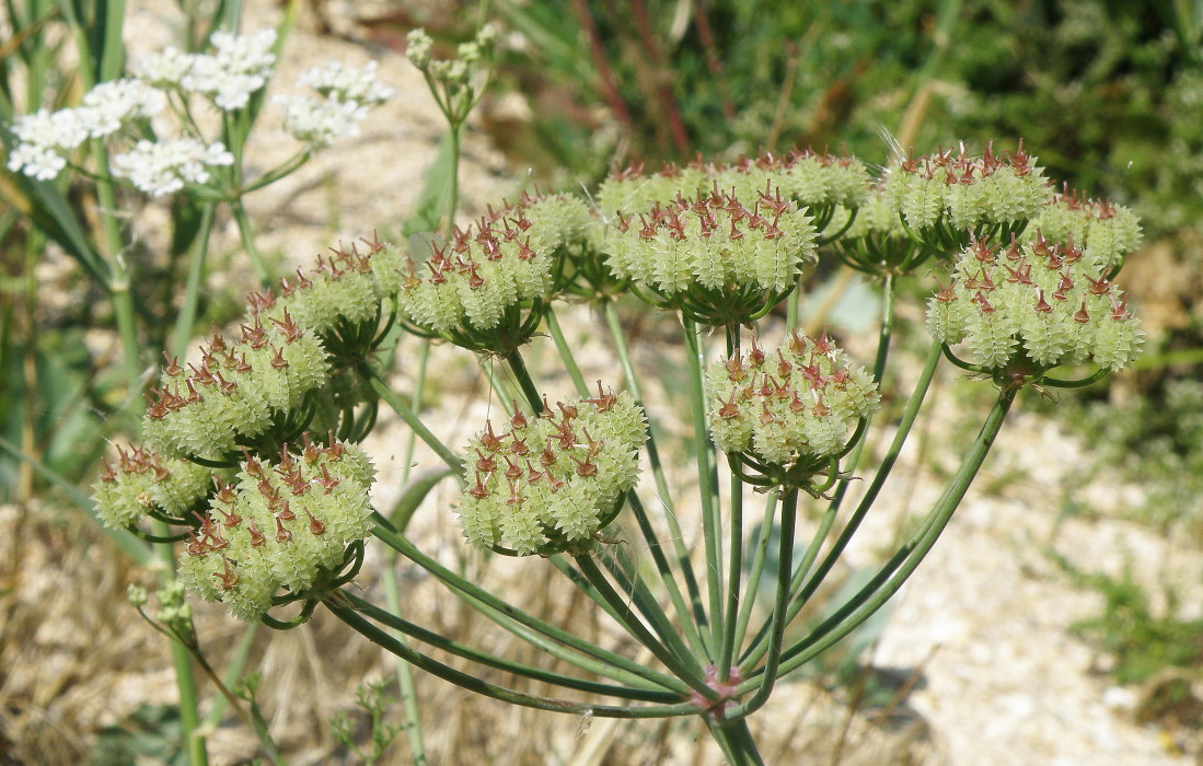 Image of Astrodaucus littoralis specimen.