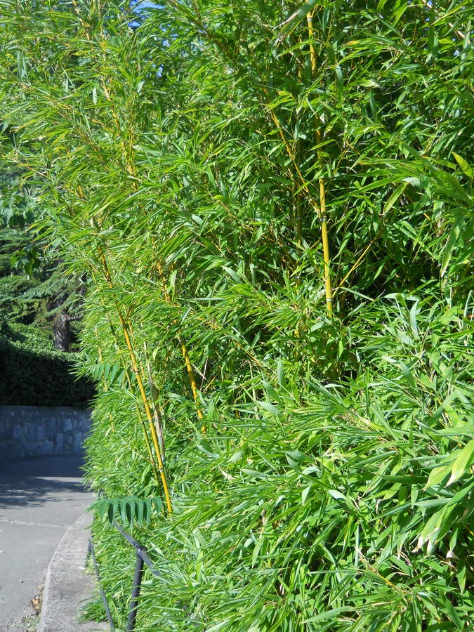 Изображение особи Phyllostachys aurea.