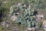 Paraeremostachys karatavica. Вегетирующие растения. Южный Казахстан, горы Каракус; высота 900 м н.у.м. 20.04.2012.
