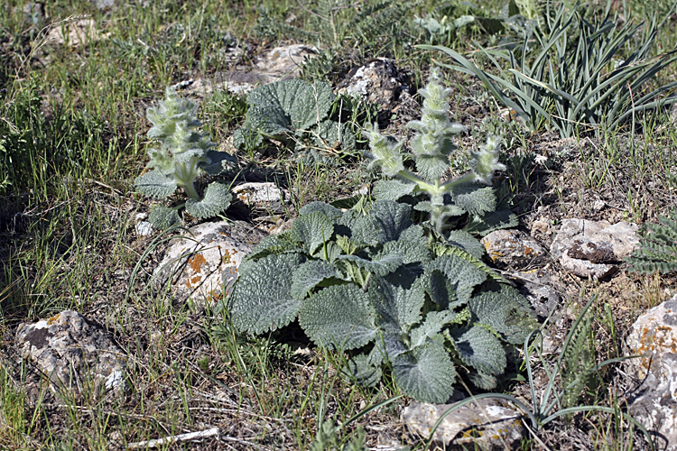 Image of Paraeremostachys karatavica specimen.