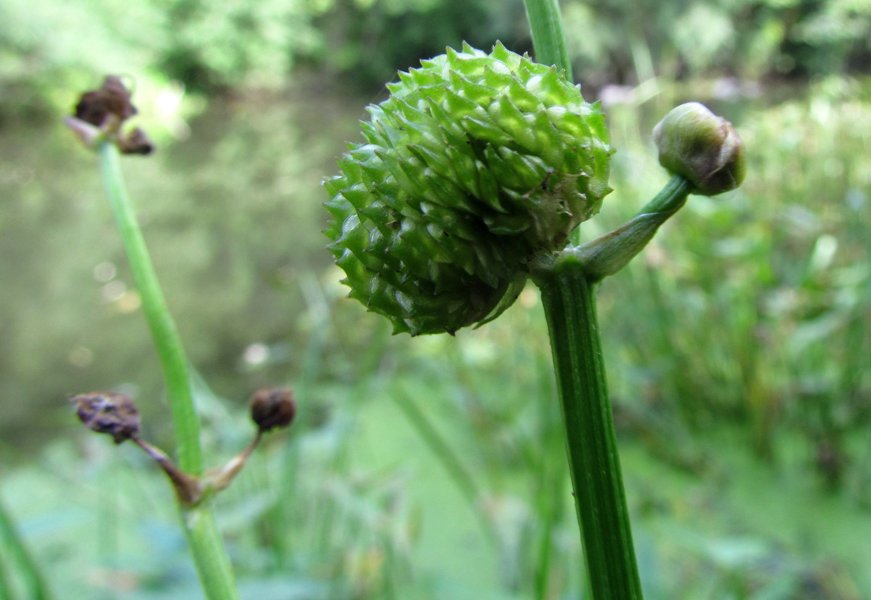 Изображение особи Sagittaria sagittifolia.