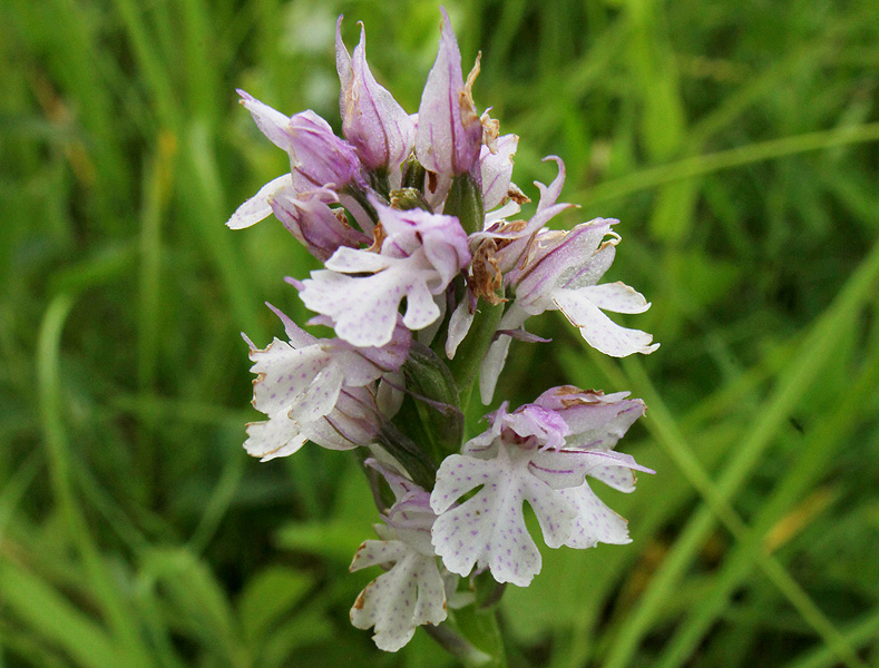 Изображение особи Neotinea tridentata.