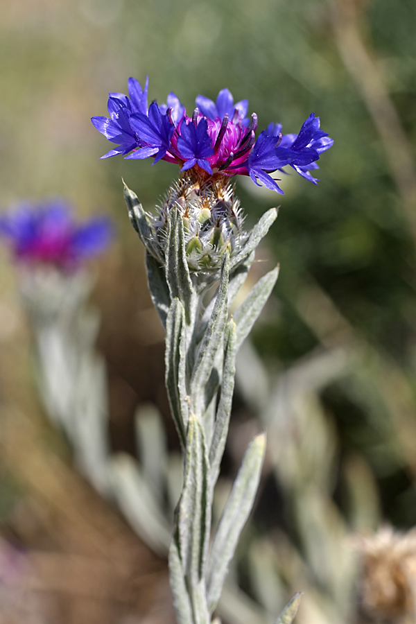 Изображение особи Centaurea depressa.