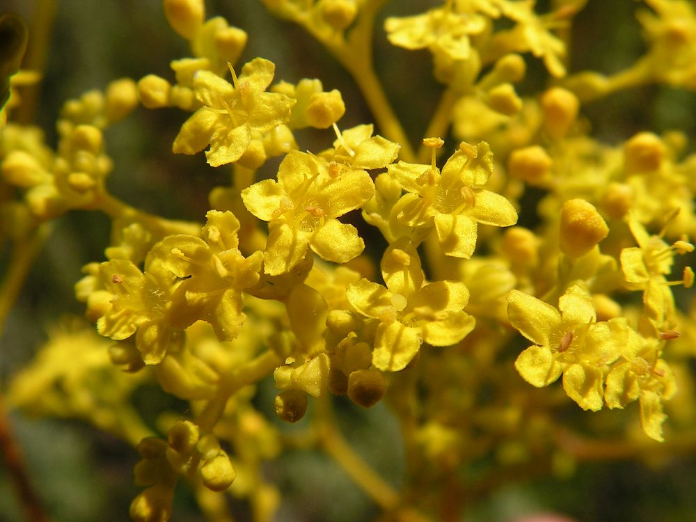 Image of Patrinia scabiosifolia specimen.