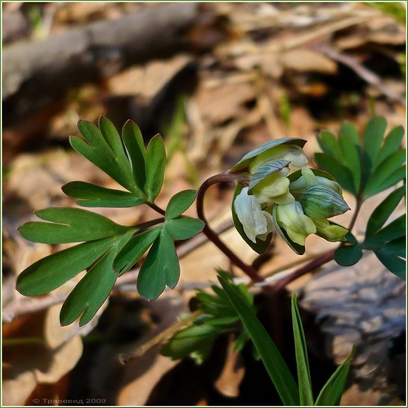 Image of Corydalis intermedia specimen.