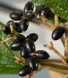 Viburnum rhytidophyllum