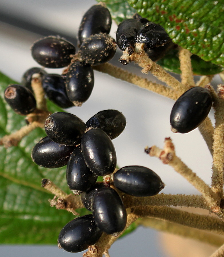 Image of Viburnum rhytidophyllum specimen.