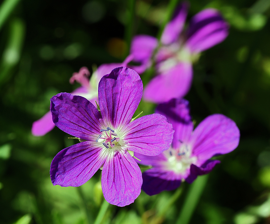 Изображение особи Geranium palustre.