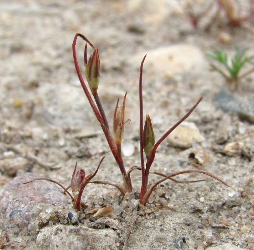 Изображение особи Juncus minutulus.