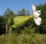 Image of taxon representative. Author is Андрей Барышенко