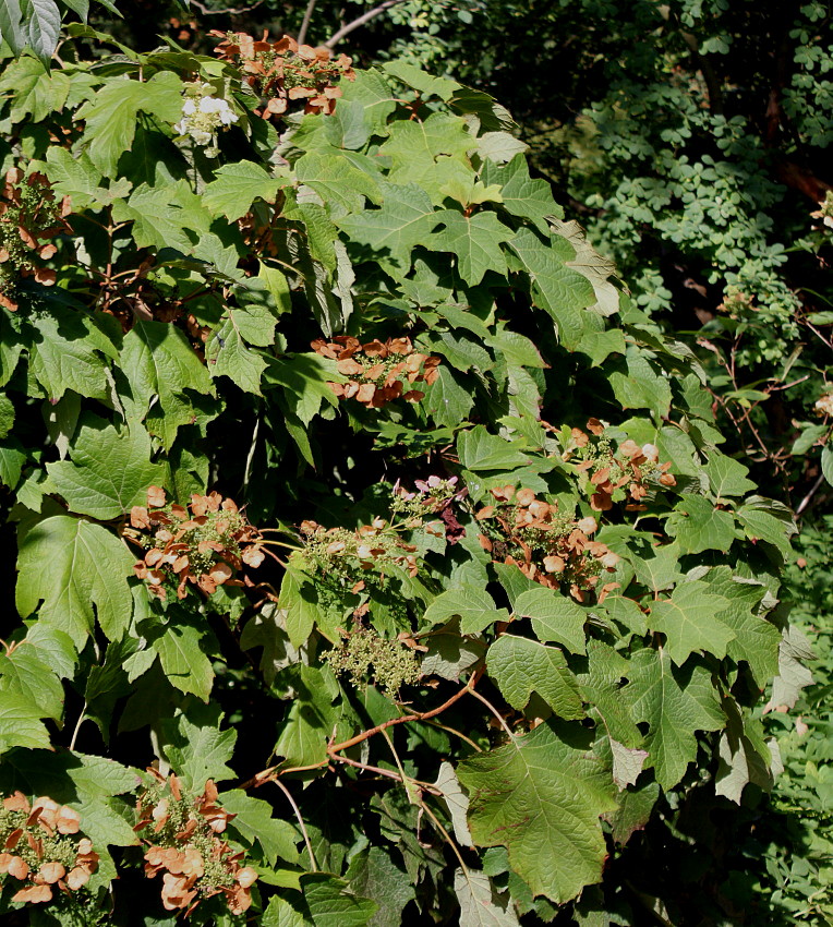 Image of Hydrangea quercifolia specimen.