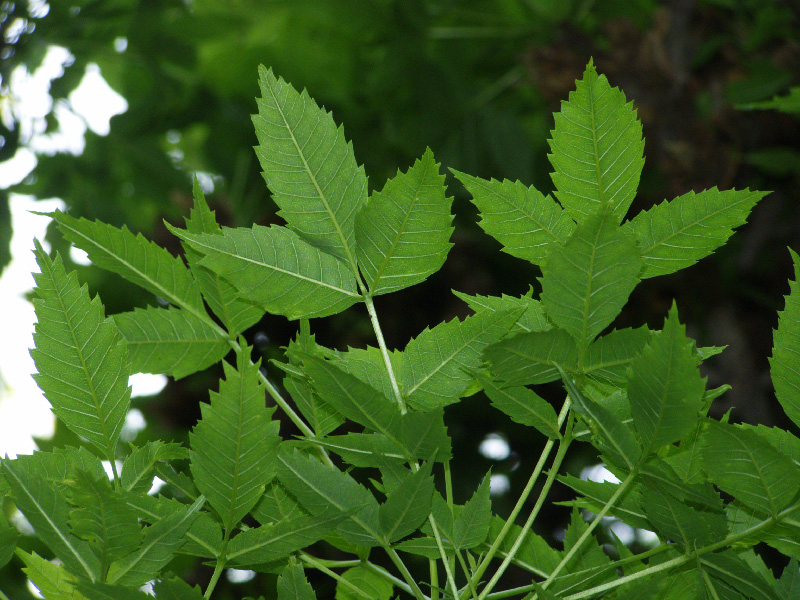 Image of Fraxinus syriaca specimen.