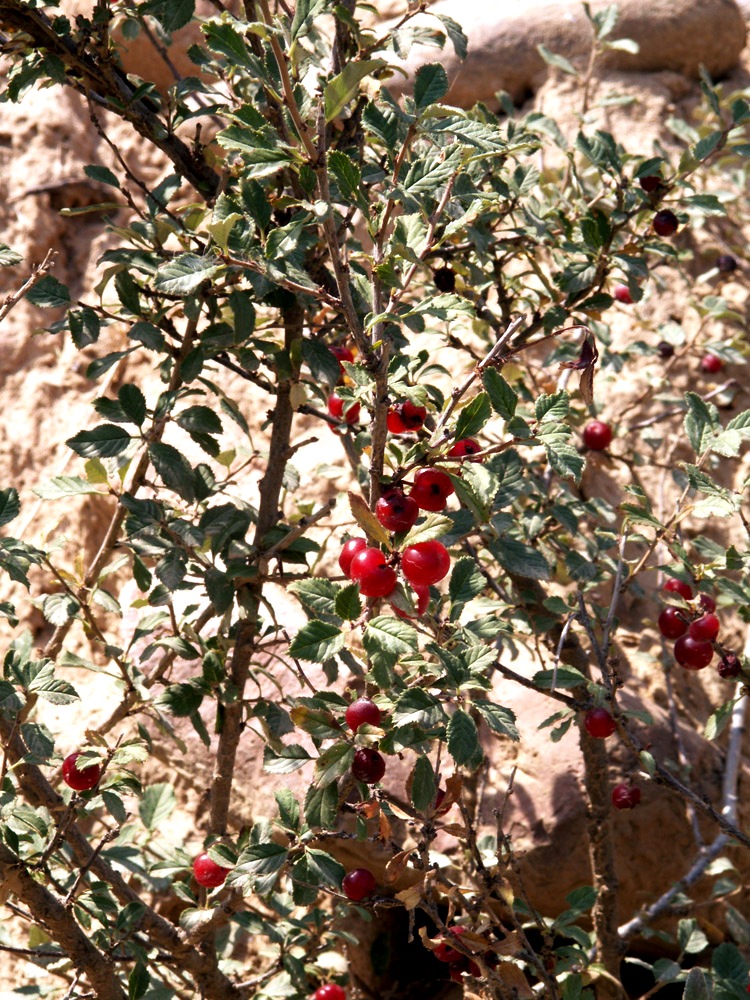 Image of Cerasus erythrocarpa specimen.