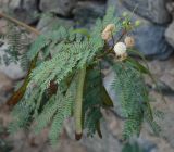 Leucaena leucocephala