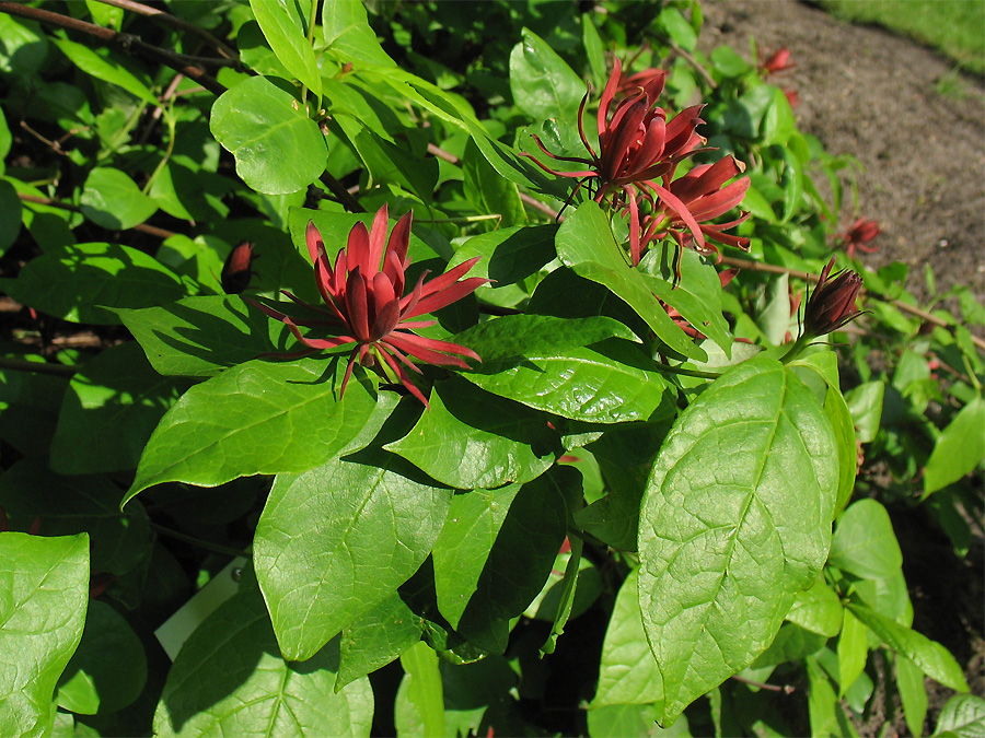 Изображение особи Calycanthus floridus.