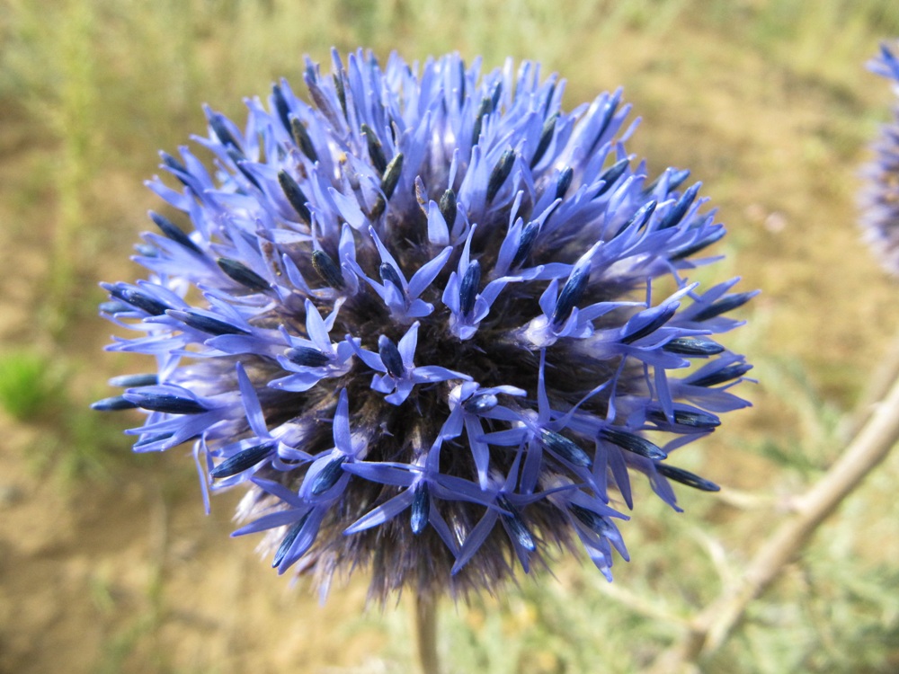 Image of Echinops davuricus specimen.