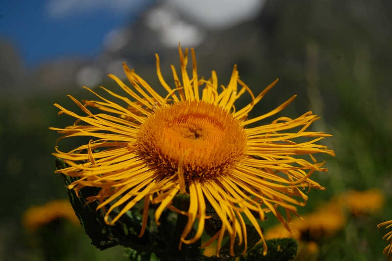 Image of Inula grandiflora specimen.