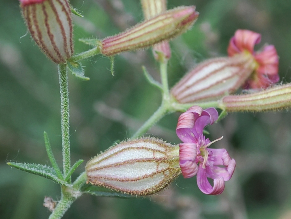 Изображение особи Silene brahuica.