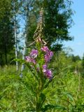 Chamaenerion angustifolium. Верхушка цветущего растения. Смоленская обл., Смоленский р-н, окр. Каспли. 05.07.2012.