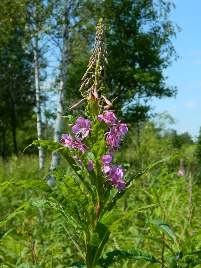 Изображение особи Chamaenerion angustifolium.