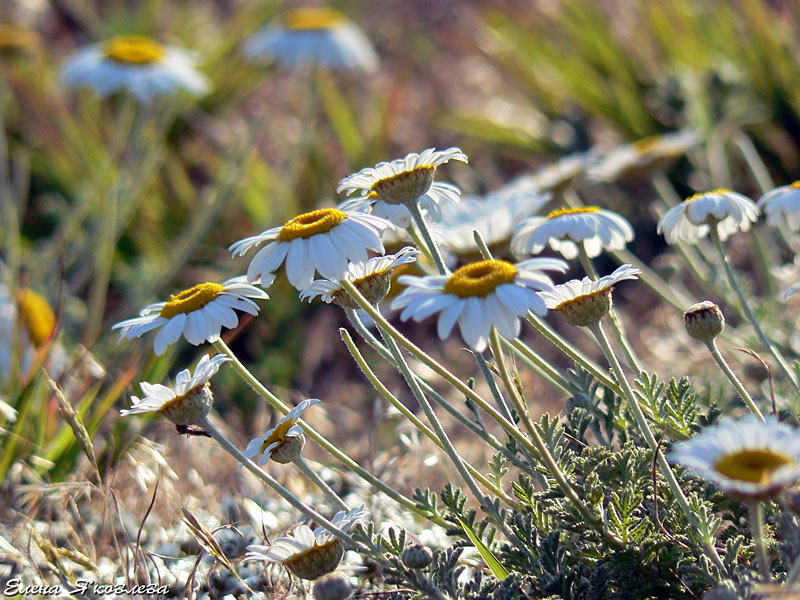 Image of Anthemis dubia specimen.