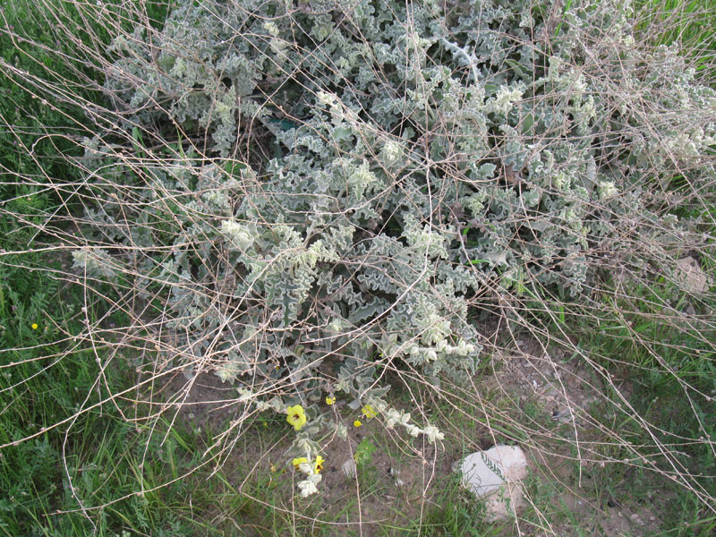 Изображение особи Verbascum eremobium.