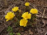 Adonis volgensis