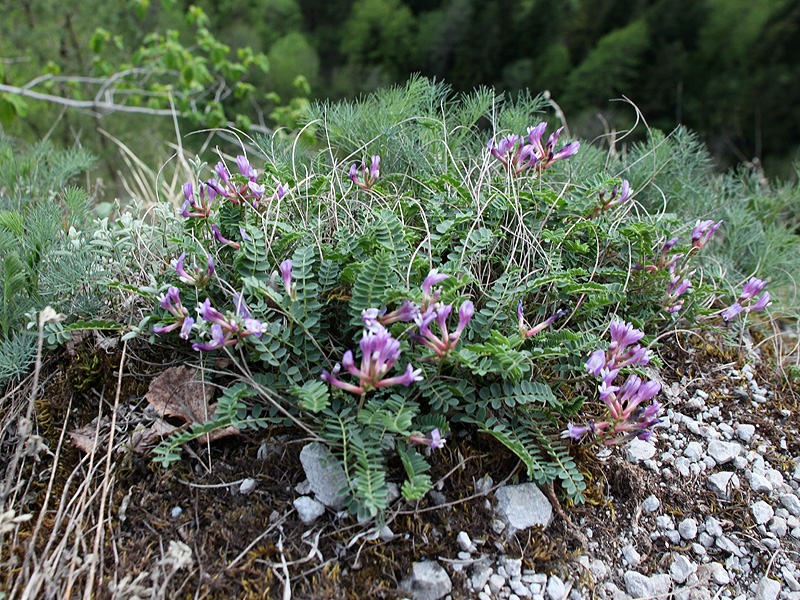 Изображение особи Astragalus viciifolius ssp. abchasicus.