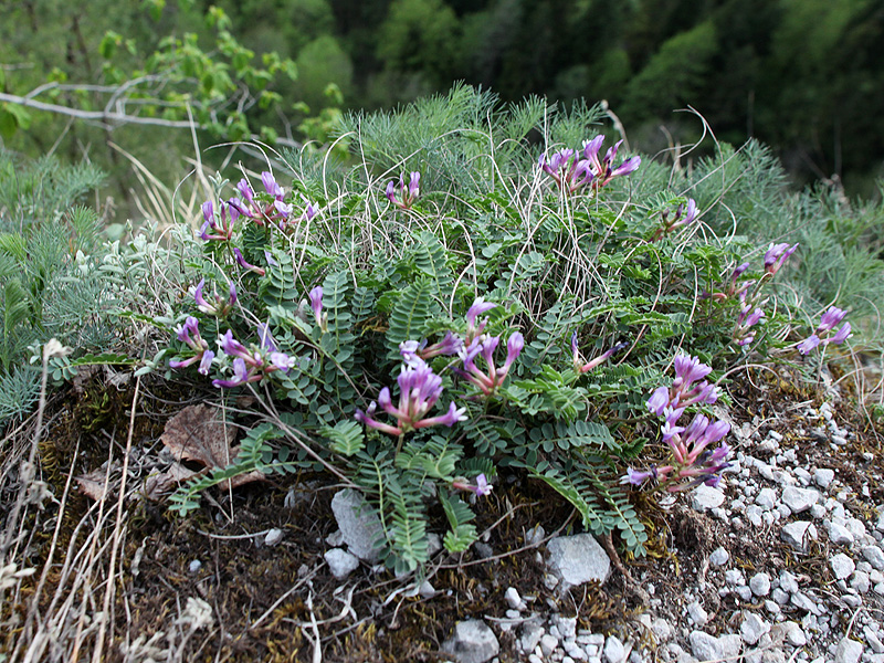 Image of Astragalus viciifolius ssp. abchasicus specimen.