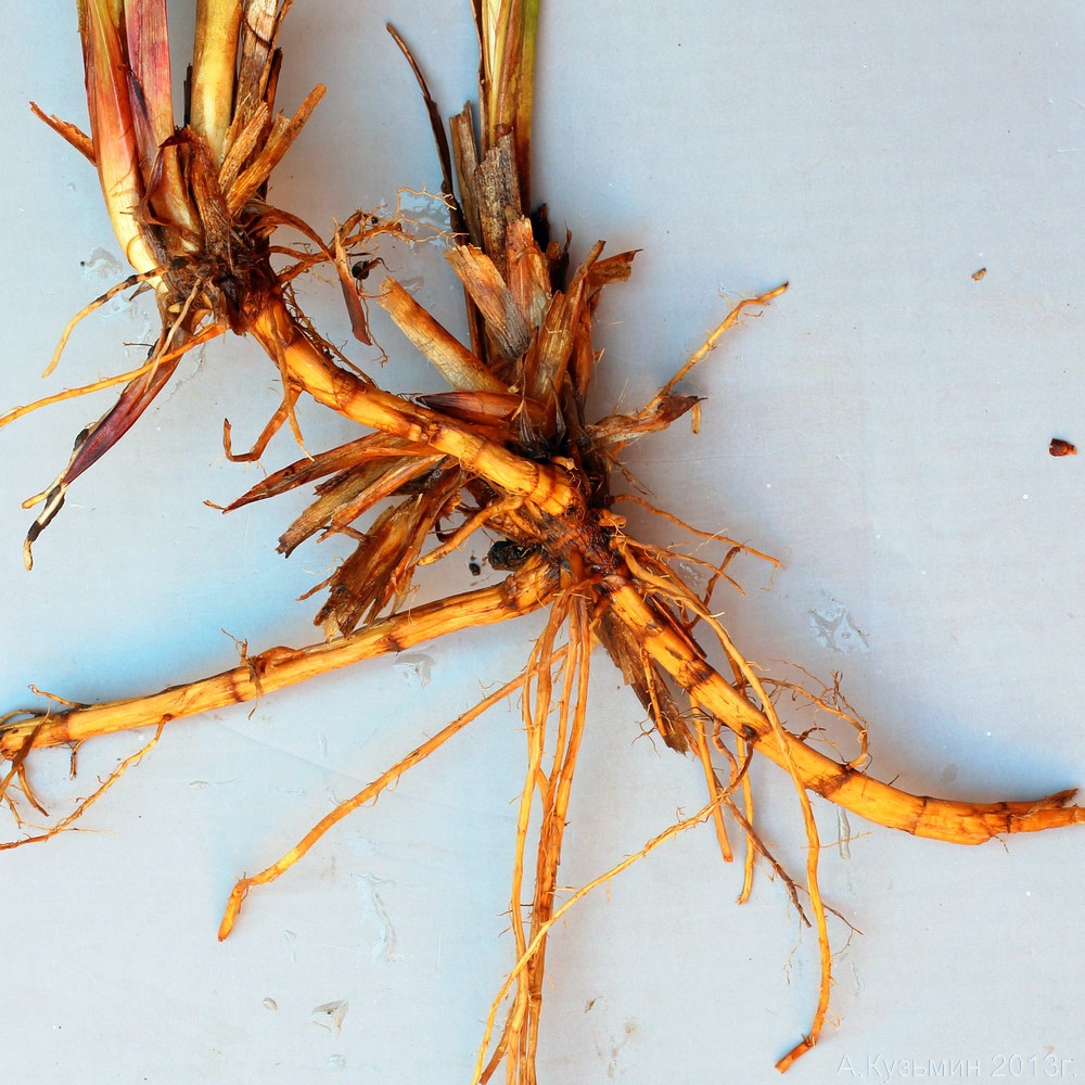 Image of Carex &times; toezensis specimen.