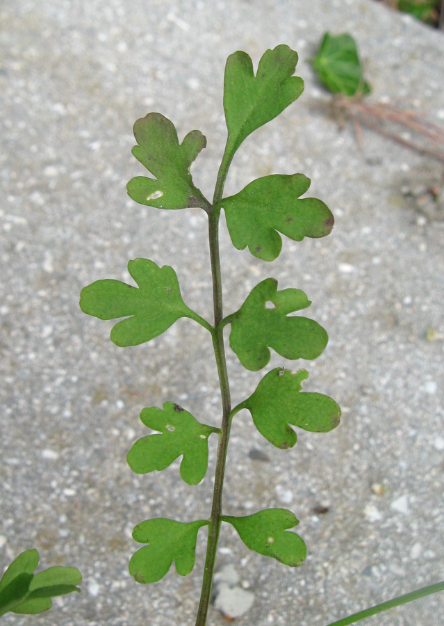 Image of Cardamine graeca specimen.