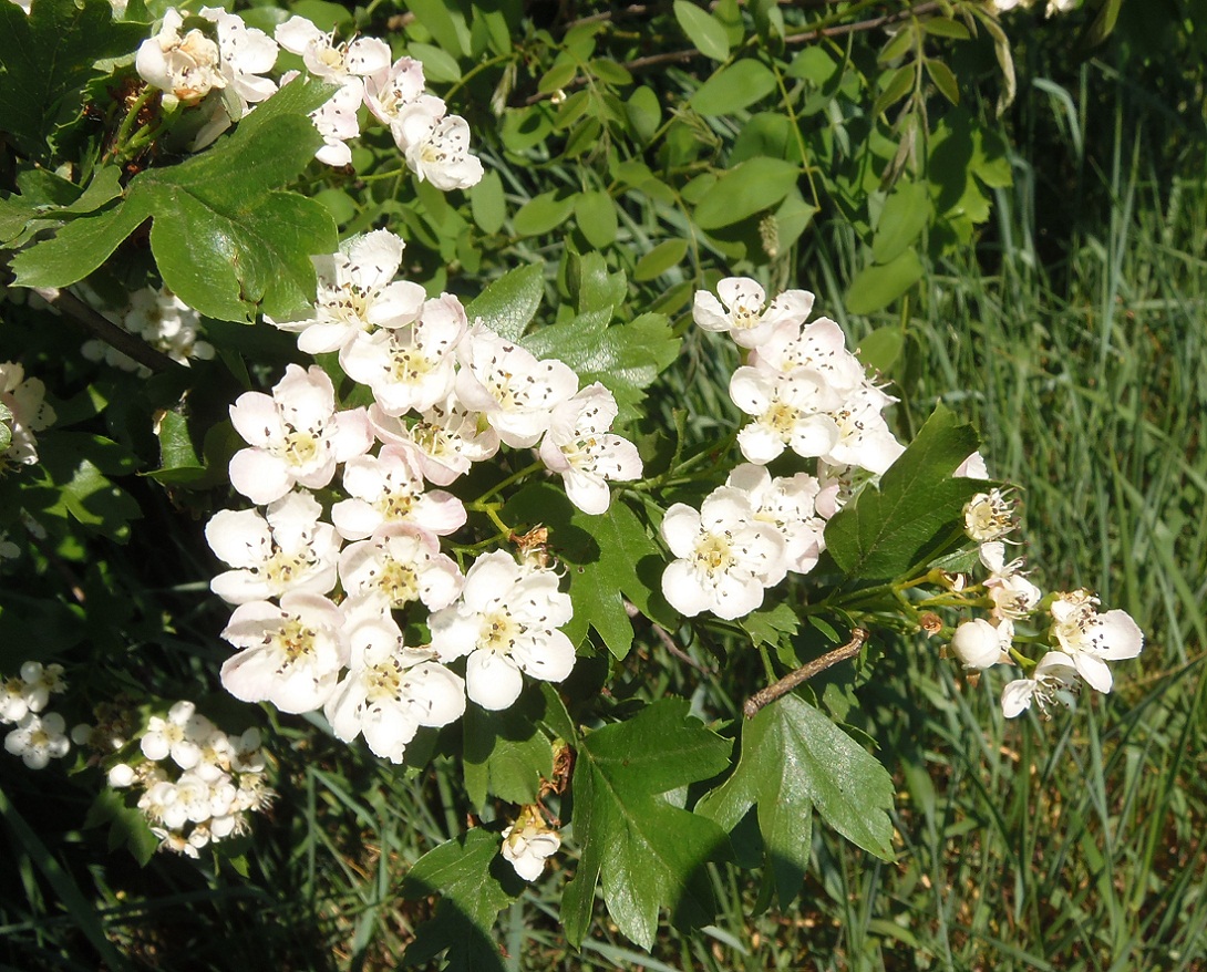 Изображение особи Crataegus monogyna.