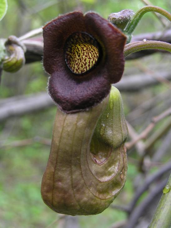 Изображение особи Aristolochia manshuriensis.