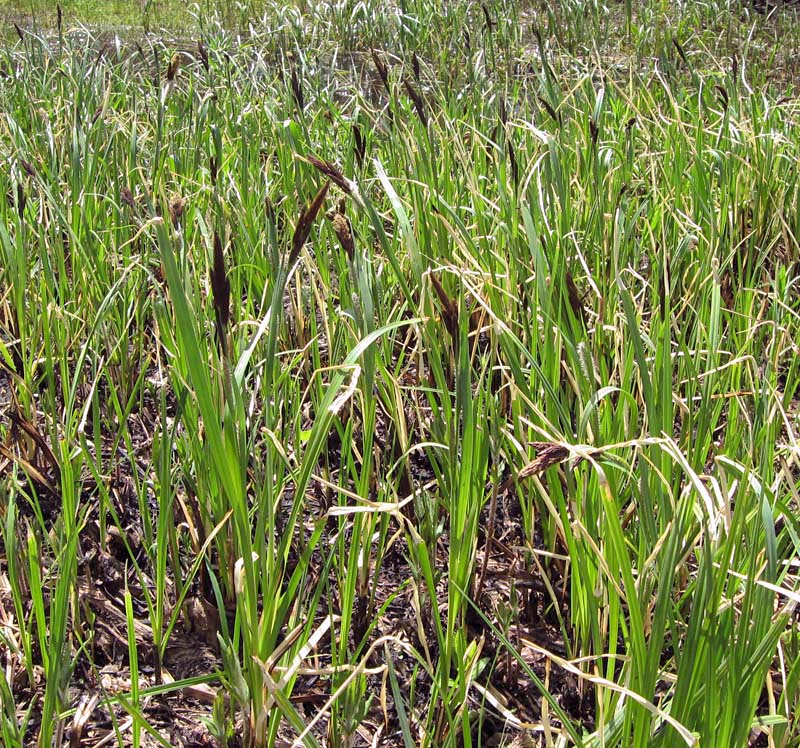 Image of Carex riparia specimen.